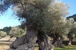 Великиот пост и маслинката