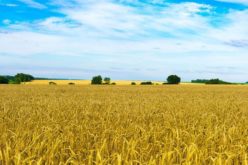 Папата: Украинската пченица да не се користи како воено оружје!