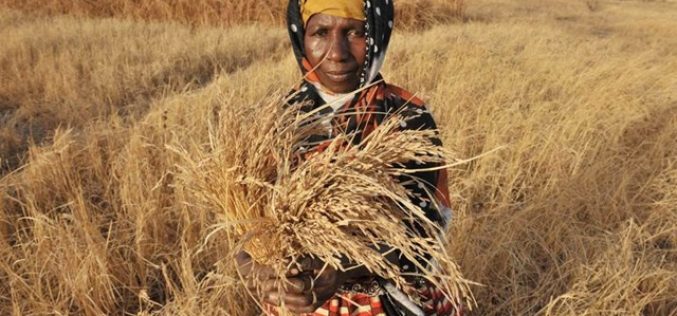 Извештај на ФАО за состојбата на храната и земјоделството