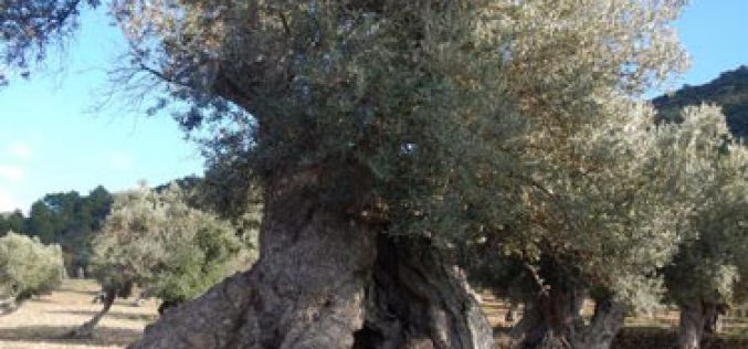 Великиот пост и маслинката