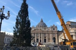 Божиќното дрво пристигна на плоштадот Свети Петар