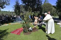 Во Ватиканските градини папата Фрањо засади даб од Асизи