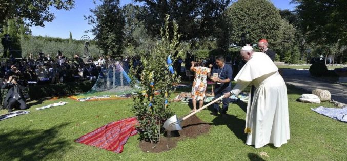 Во Ватиканските градини папата Фрањо засади даб од Асизи