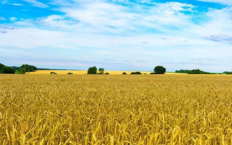 Папата: Украинската пченица да не се користи како воено оружје!