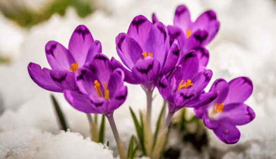 Слово на животот, за февруари 2026 година