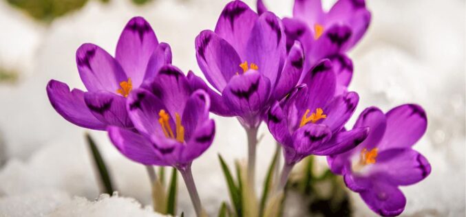 Слово на животот, за февруари 2026 година